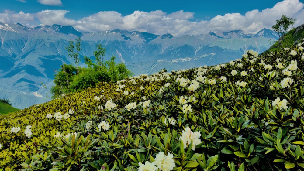 Spring In Sikkim Darjeeling Family Trip Guide: Best Time, Itinerary & Travel Tips