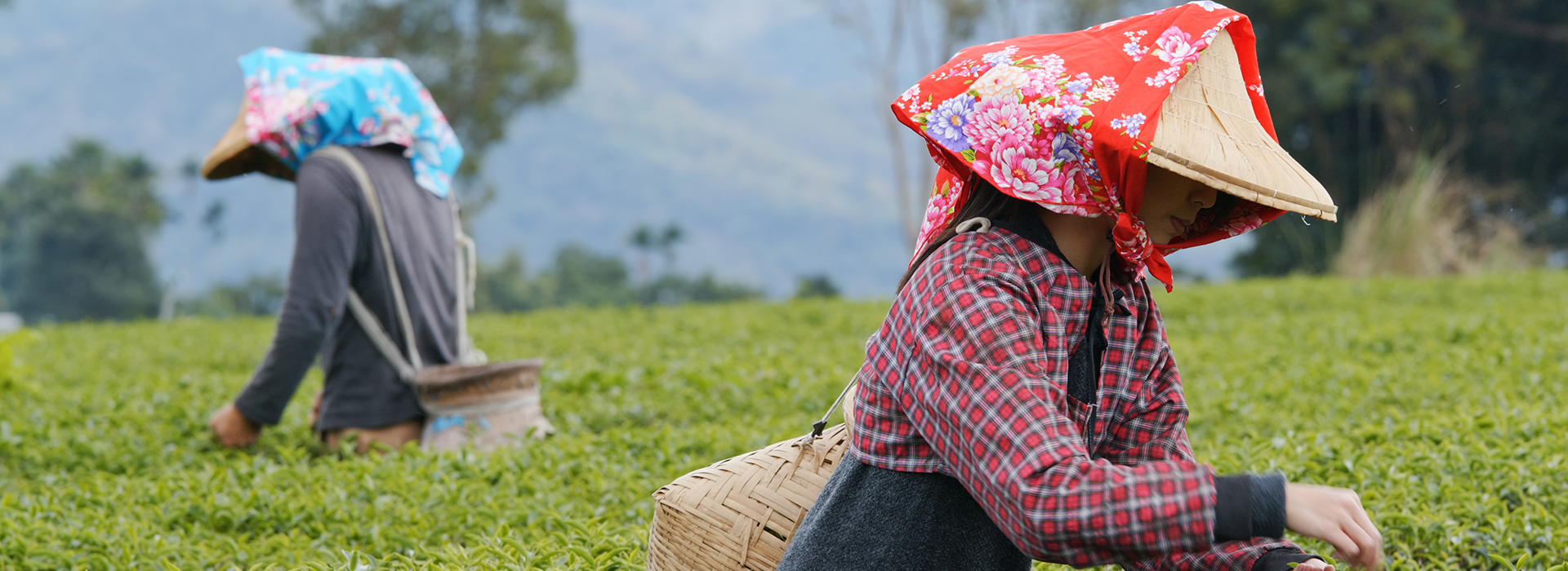 Explore Darjeeling