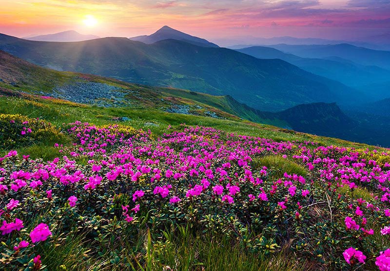 Sikkim Sojourn: A Scenic Expedition