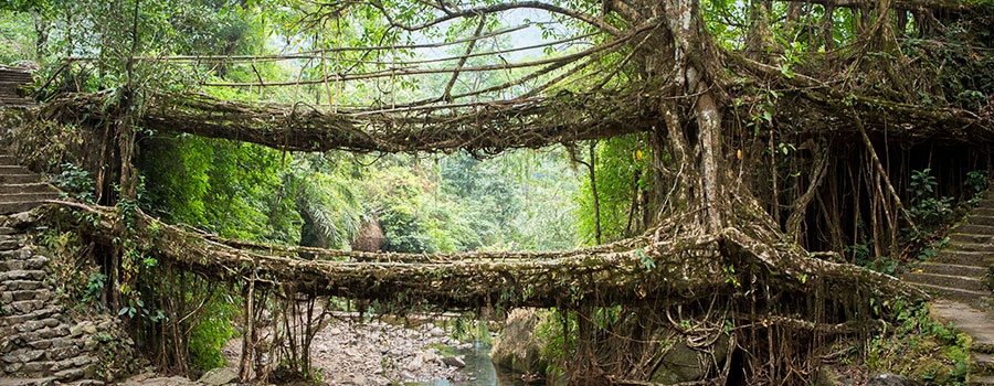 Best Time To Visit Northeast India