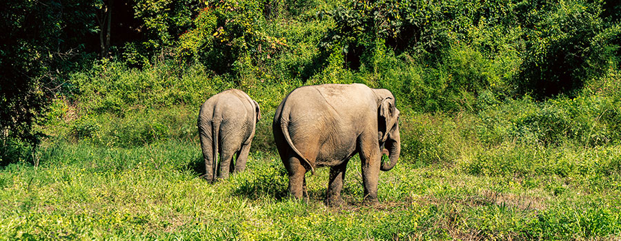 Kaziranga National Park