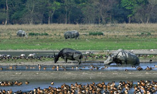 Pobitora Wildlife Sanctuary