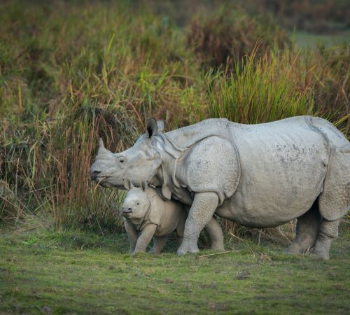 Kaziranga National Park, Assam