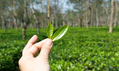 Tea Gardens of Upper Assam