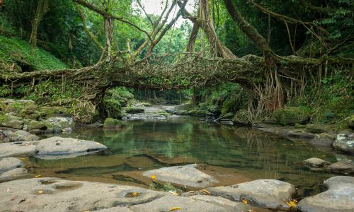 Double Decker Living Root Bridge