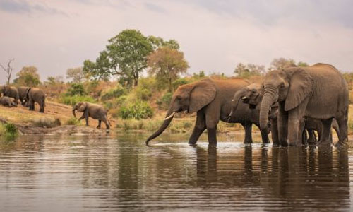 Manas National Park