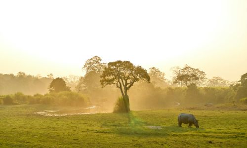 Jaldapara National Park