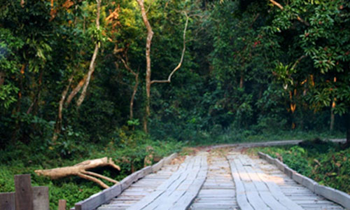 Chilapata Forest