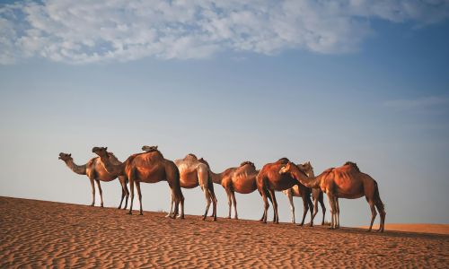 Desert Safari