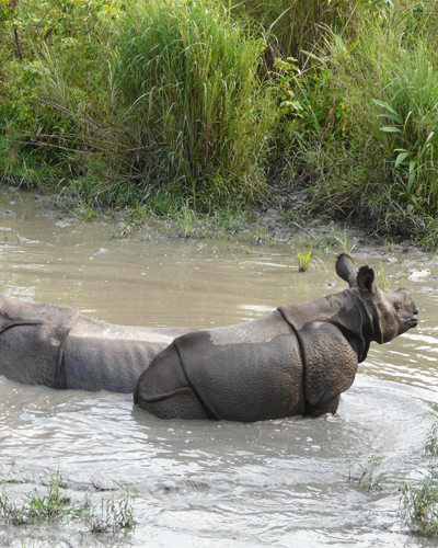 Jaldapara Wildlife Sanctuary